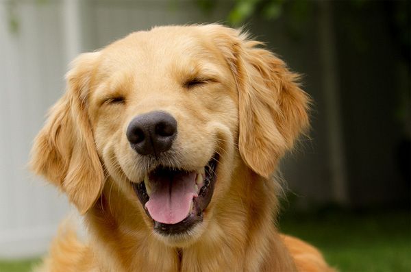 Joy in Every Pawprint