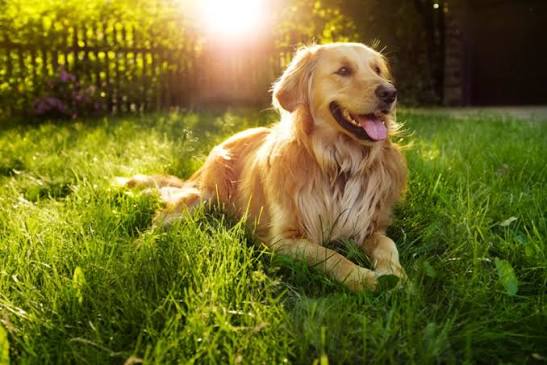 The Unspoken Language of Pet Companionship