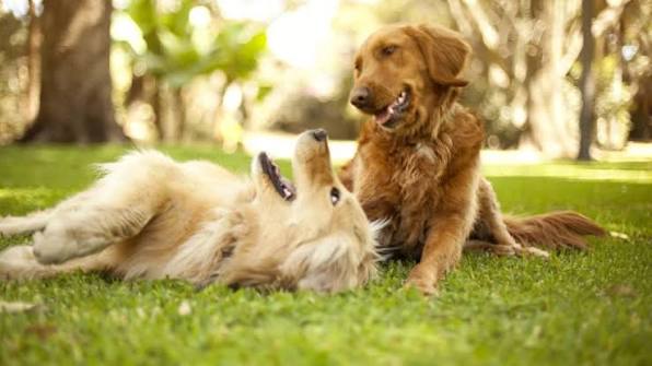 The Transformative Power of Life with Pets